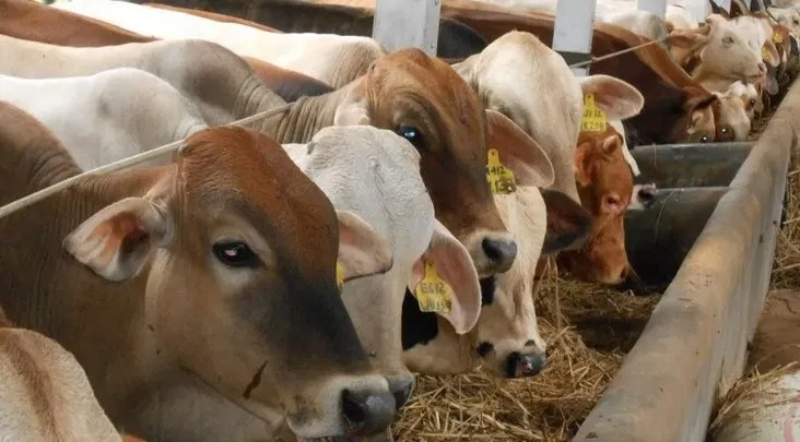 Sapi